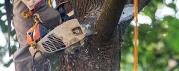 Best Aeration Services  in Castle Shannon, PA