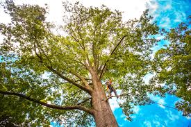 Best Firewood Processing and Delivery  in Castle Shannon, PA