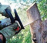 Best Hazardous Tree Removal  in Castle Shannon, PA