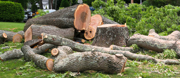 Best Tree Risk Assessment  in Castle Shannon, PA