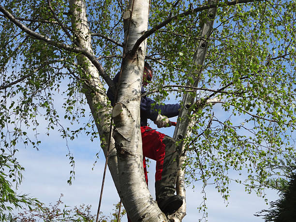How Our Tree Care Process Works  in  Castle Shannon, PA